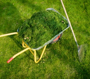 Grass Cuttings in Wheel Barrow