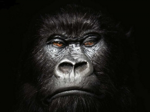 A gorilla looking at you