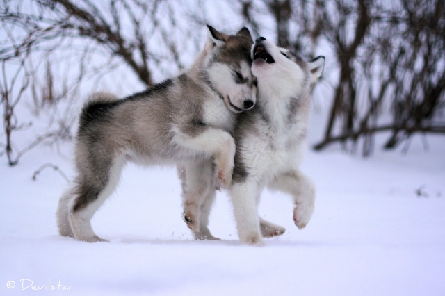 two wolf puppies nuzzling, social anarchism