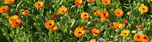 calendula