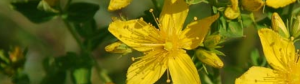 st.johnswort