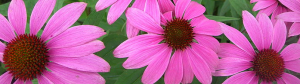 echinacea