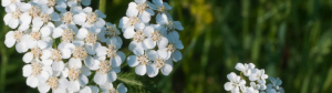 yarrow