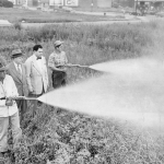 photo-chicago-2800-devon-ave-weed-spraying-two-city-officials-watching-thats-likely-ddt-1952