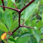 thorns-of-Hawthorn1-400x214