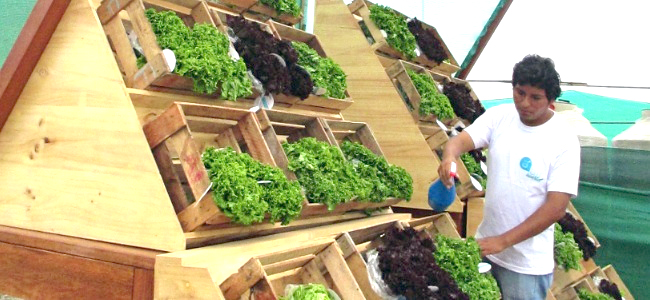 billboard grows food for town for free