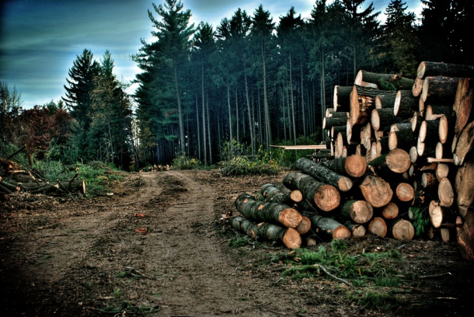 Jesse Jay Deforestation Future Food Logs Cut Rainforest Pine