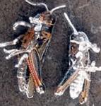 Grasshoppers_killed_by_Beauveria_bassiana_USDA