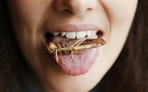 future food cricket entomophagy future food