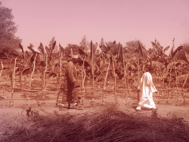 FIGURE 8 | BANANARIE IN TOBOR ECOVILLAGE AFTER PLANTATION, SINCE ABANDONED; COURTESY OF BABACAR SAGNA