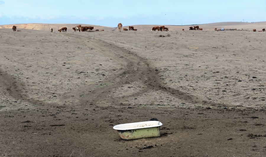 dry fields cali