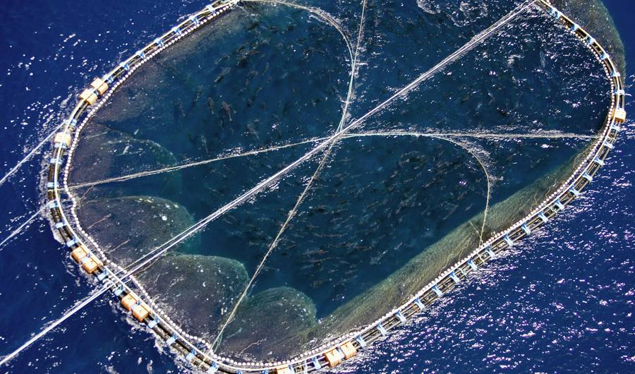 overfishing large nets ocean depletion